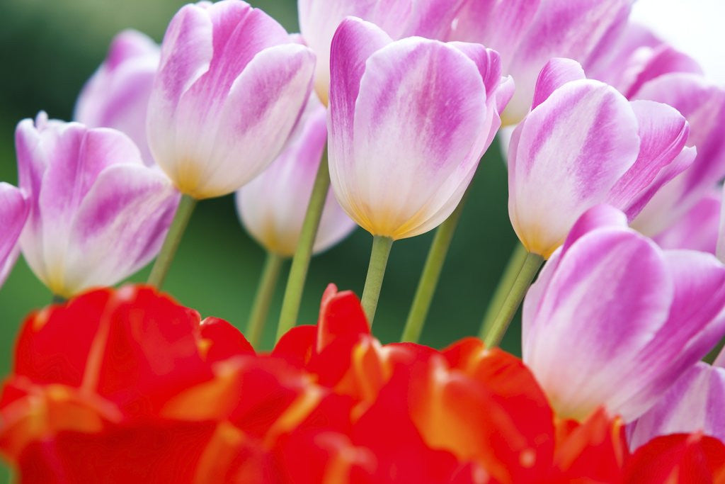Detail of Tulips in spring by Anonymous