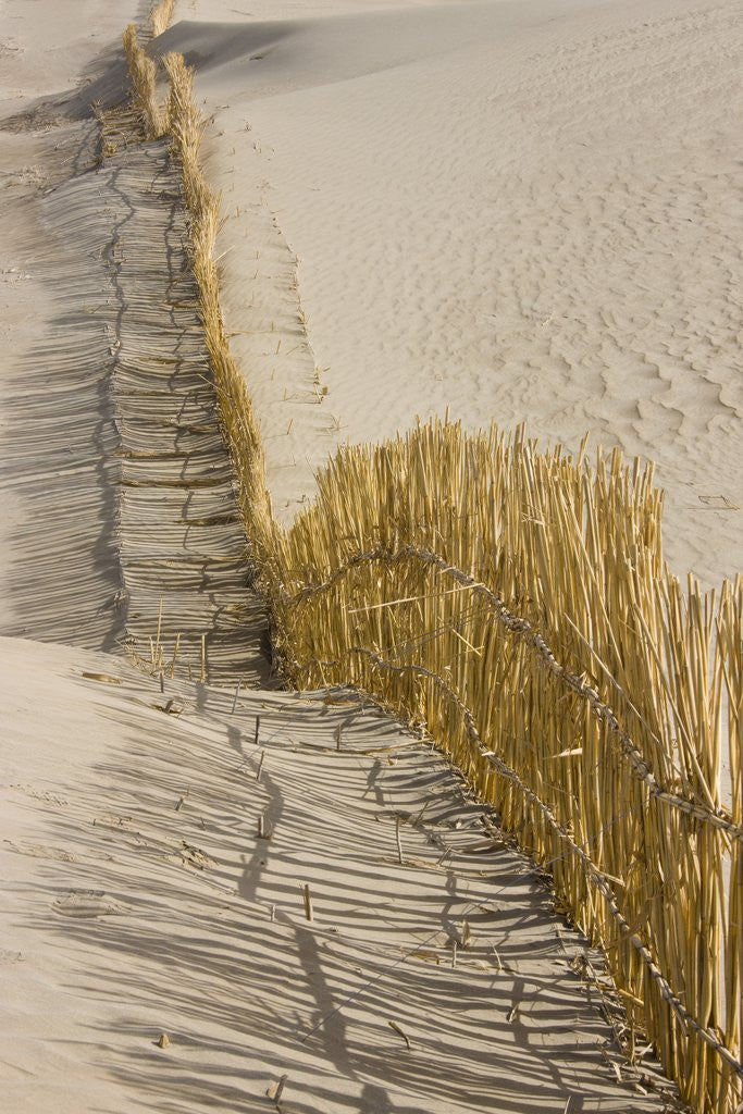 Detail of Reed fencing holding sand to prevent desertification by Anonymous