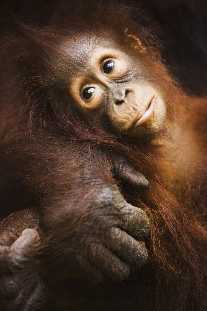 Detail of Baby orangutan by Anonymous