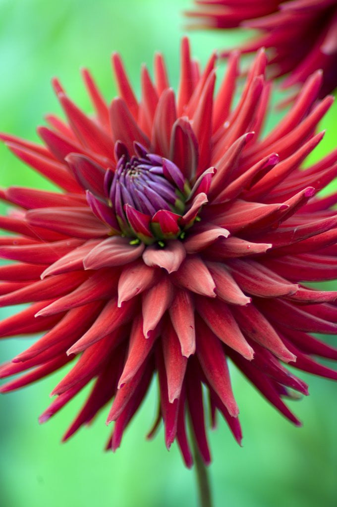 Detail of Weston Pirate dahlia in bloom by Anonymous