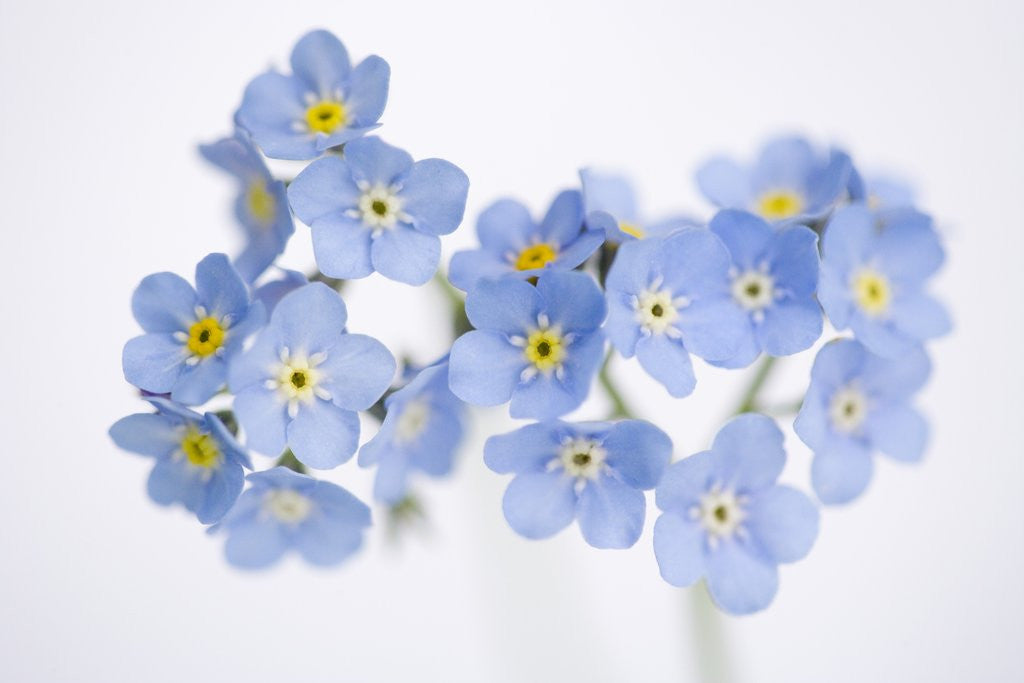 Detail of Arctic forget-me-nots by Anonymous