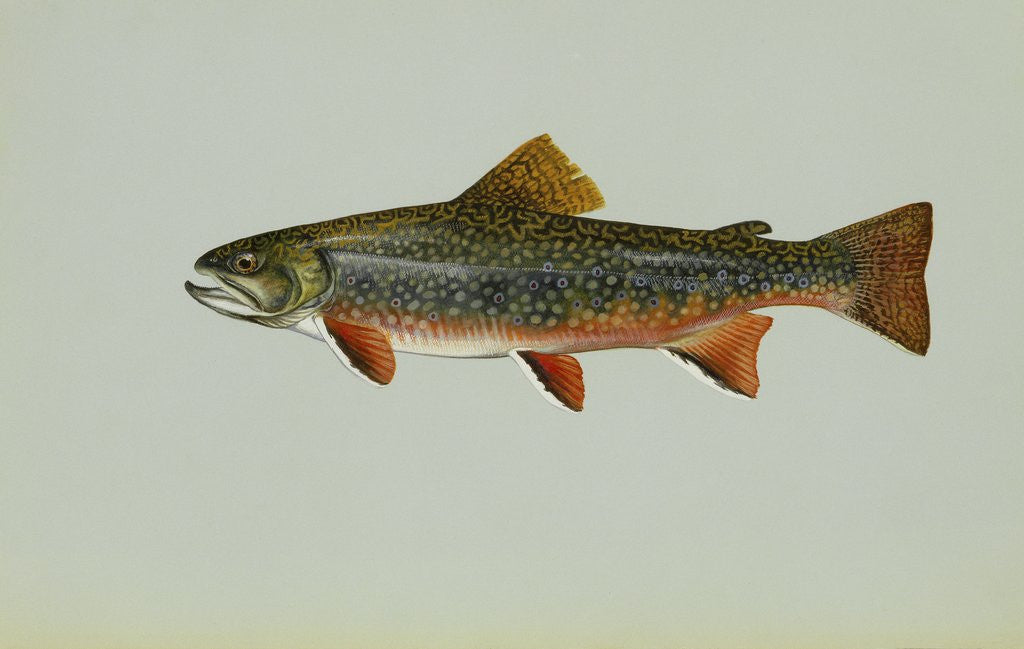 Detail of Brook trout by Anonymous