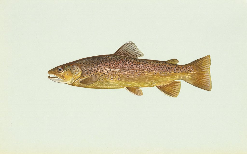 Detail of Brown trout by Anonymous