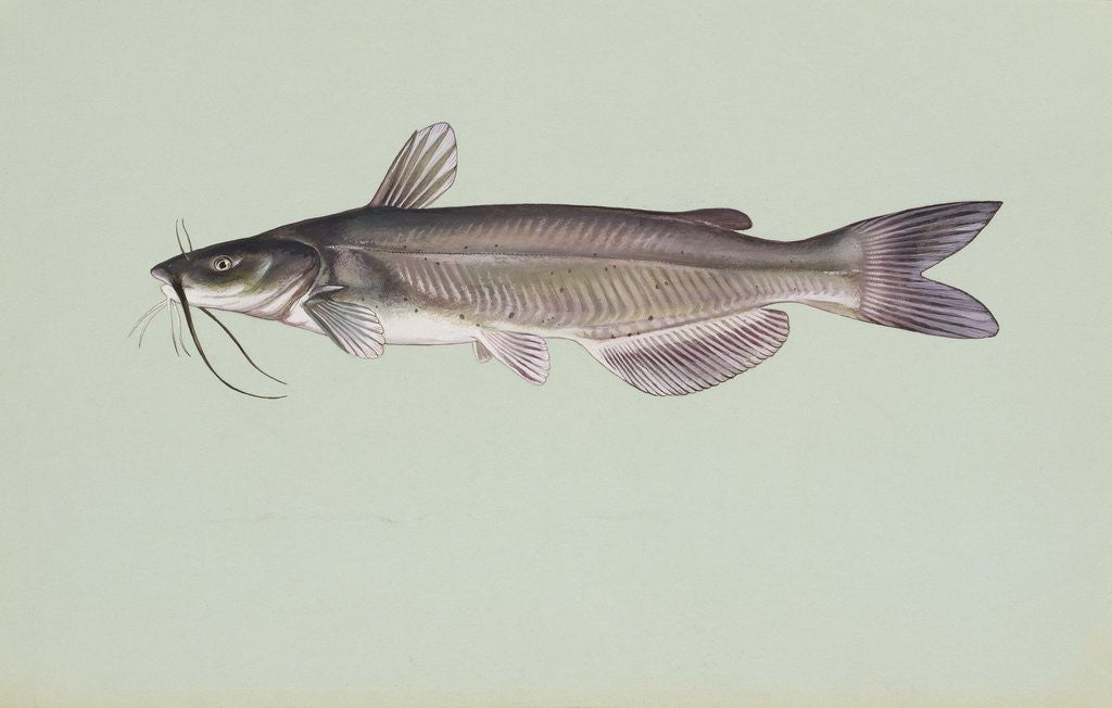 Detail of Channel catfish by Anonymous