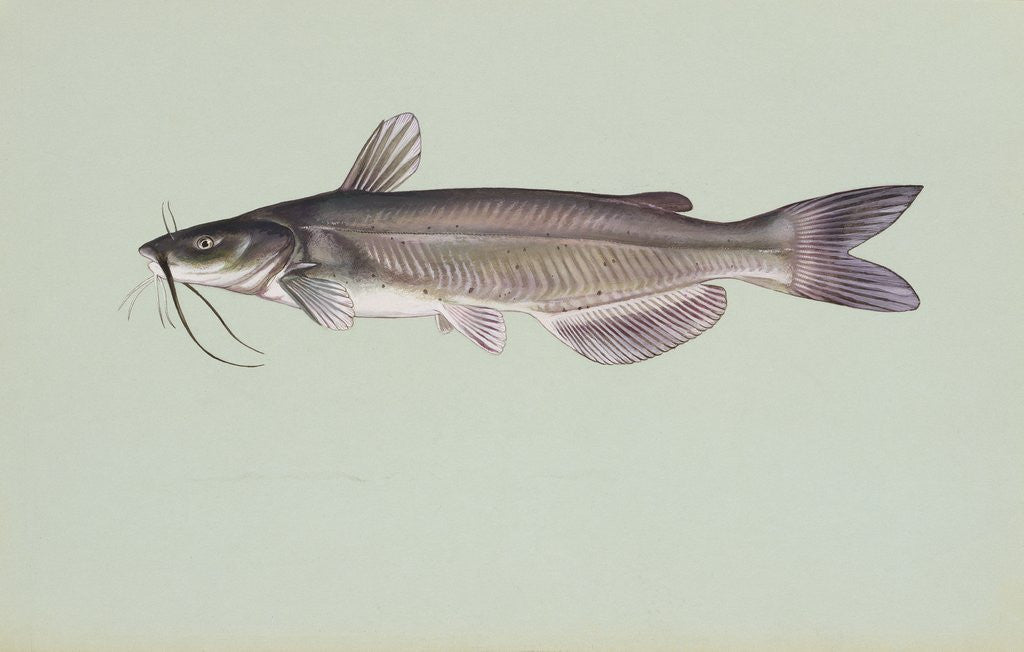 Detail of Channel catfish by Corbis
