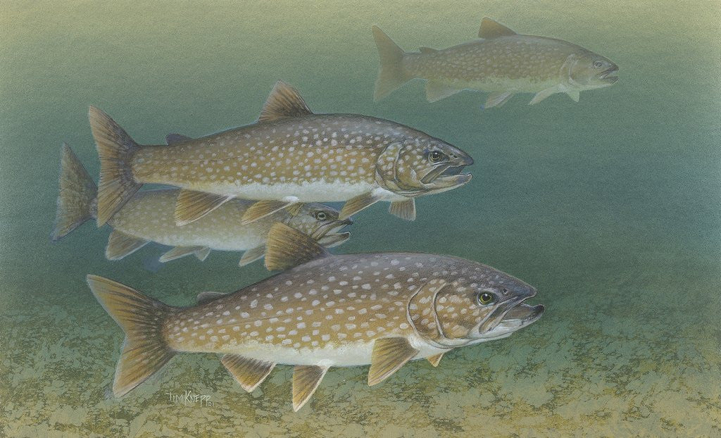 Detail of Lake trout by Anonymous