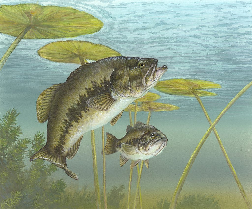Detail of Largemouth bass by Anonymous