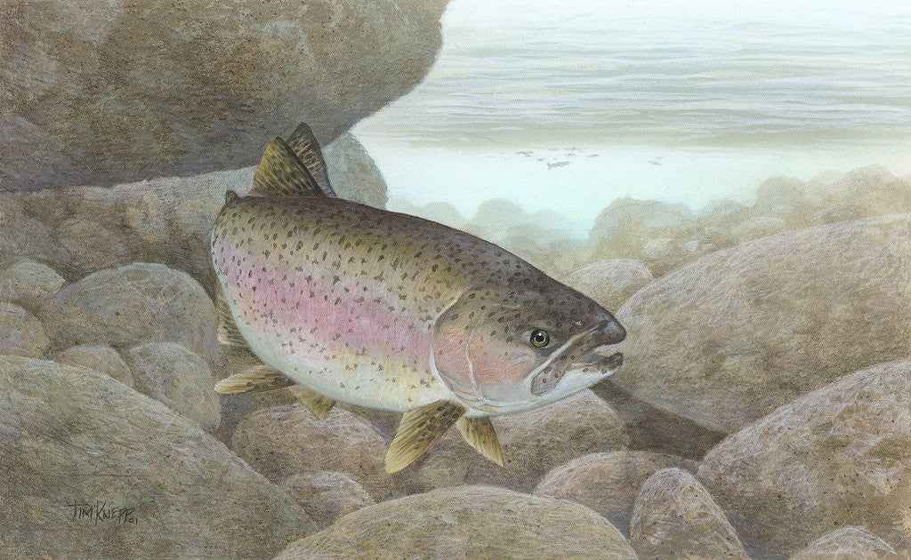 Detail of Rainbow trout by Anonymous