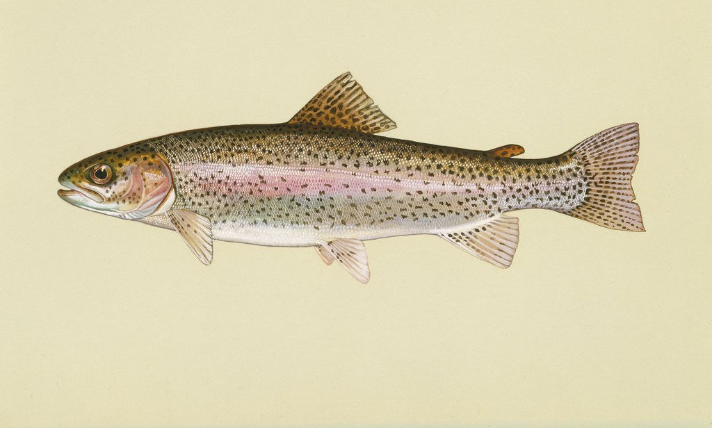 Detail of Rainbow trout by Anonymous