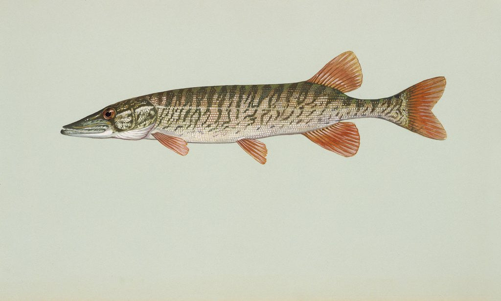 Detail of Redfin pickerel by Anonymous