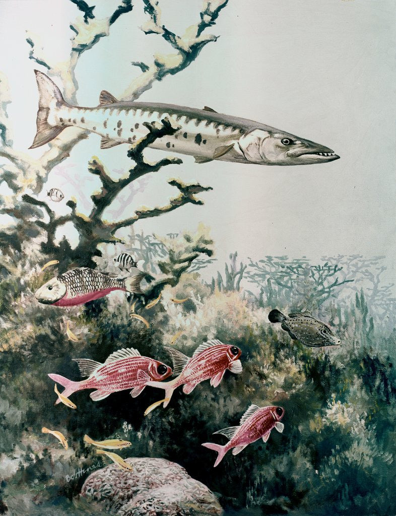 Detail of Barracuda and reef fishes by Anonymous