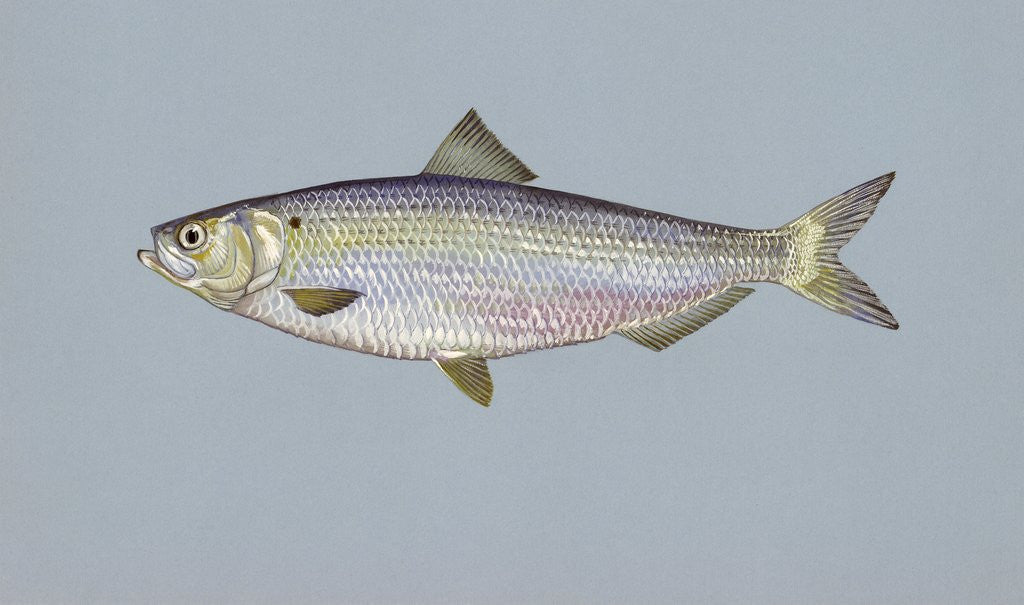 Detail of Blueback herring by Anonymous