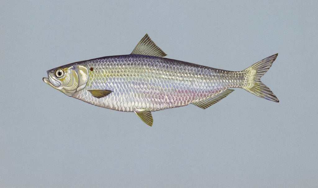 Detail of Blueback herring by Corbis