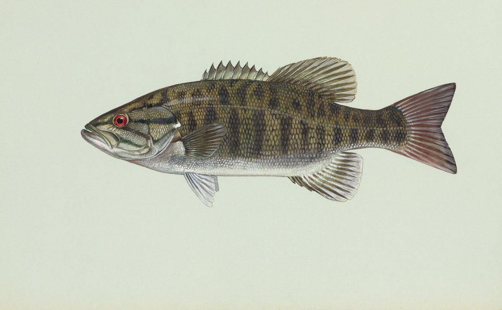 Detail of Smallmouth bass by Anonymous