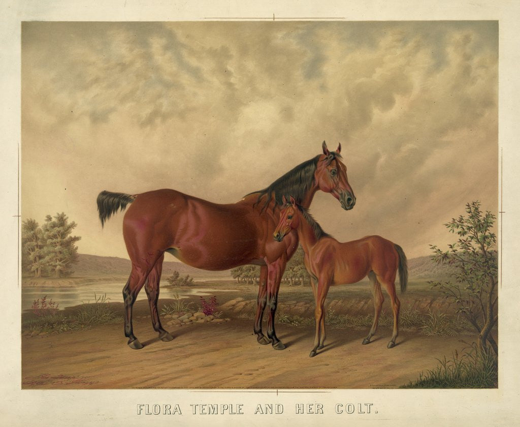 Detail of Flora Temple and Her Colt by Anonymous