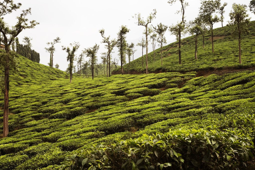 Detail of Trees in a tea garden, Mysore by Anonymous