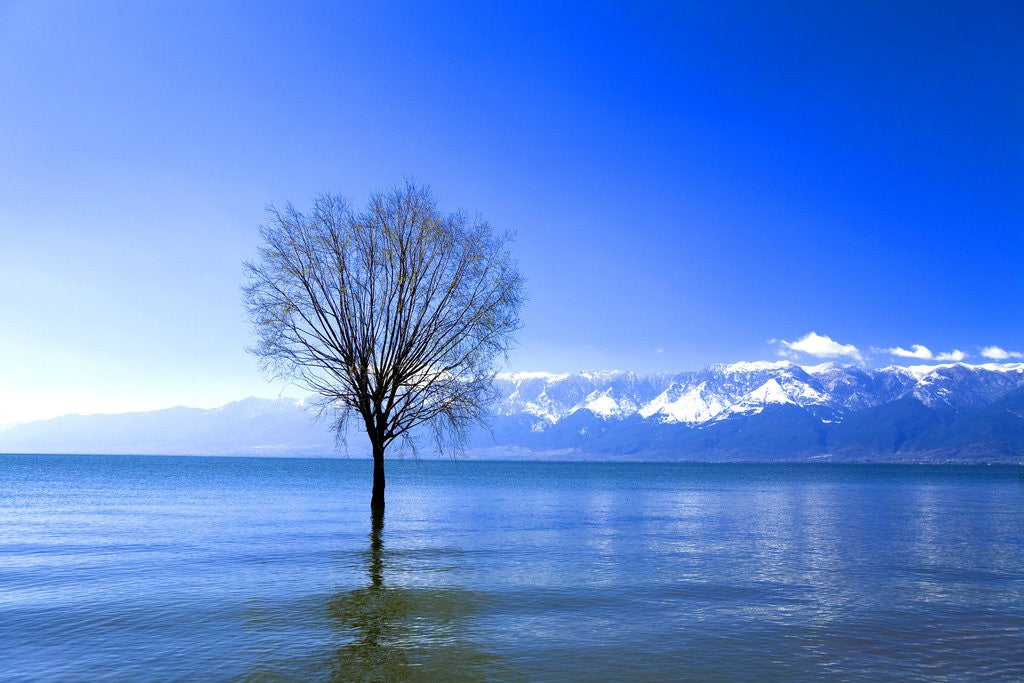 Detail of Tree in Erhai Lake, Yunnan, China by Anonymous