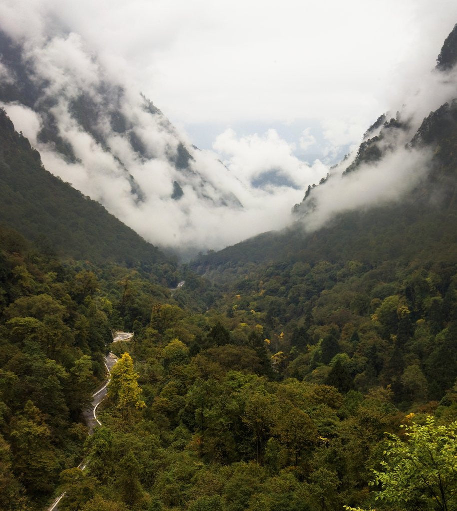 Detail of Hailuogou Glacier Forest Park by Anonymous