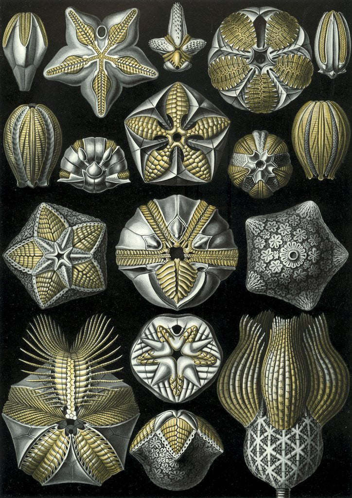 Detail of Illustration of Blastoidea by Ernst Haeckel