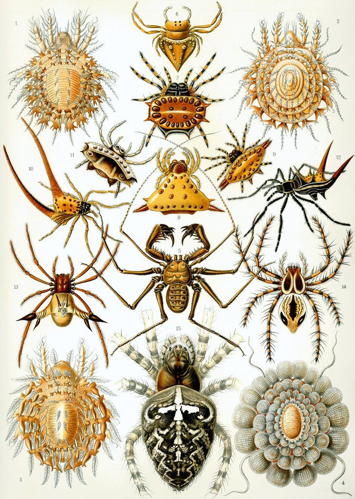 Detail of Illustration of Arachnida by Ernst Haeckel