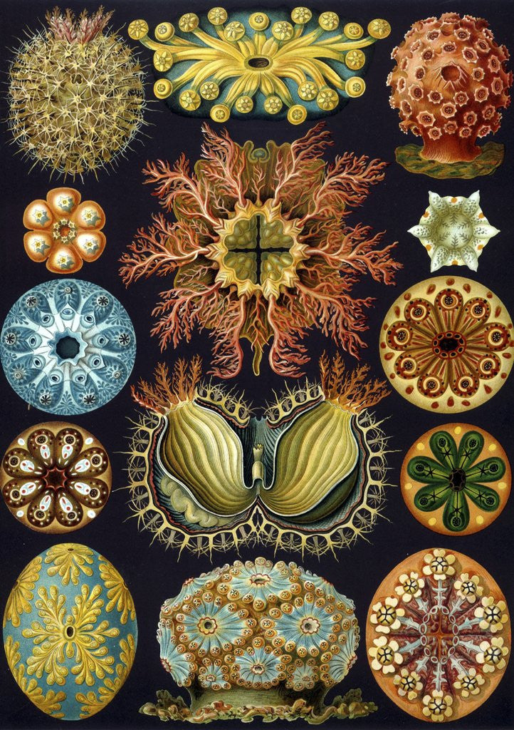 Detail of Illustration of Ascidiacea by Ernst Haeckel