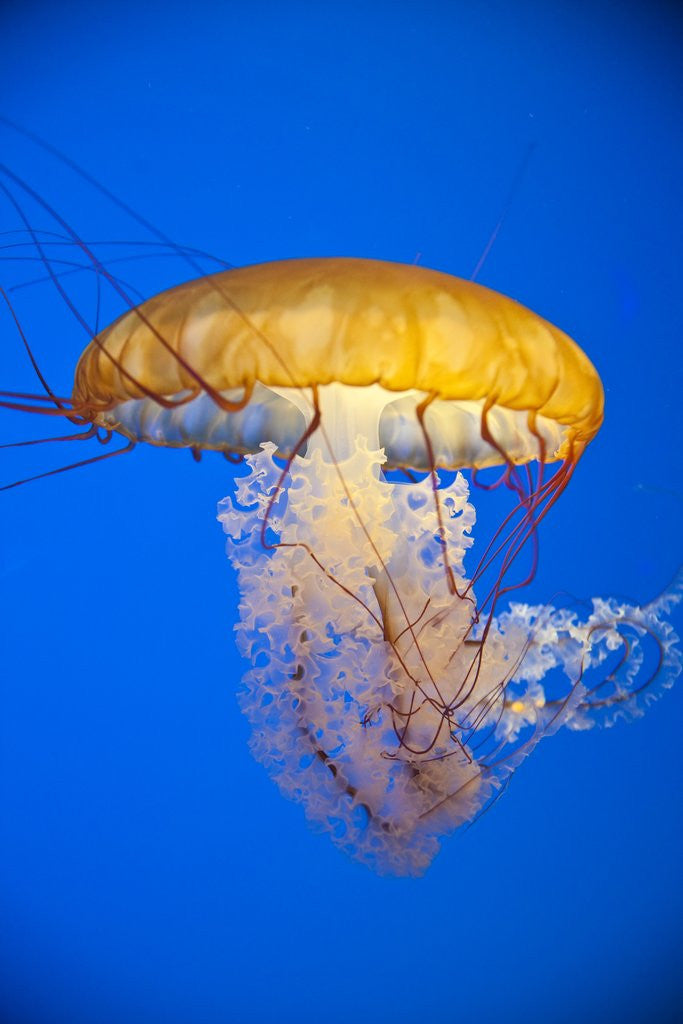 Detail of Sea nettle by Anonymous