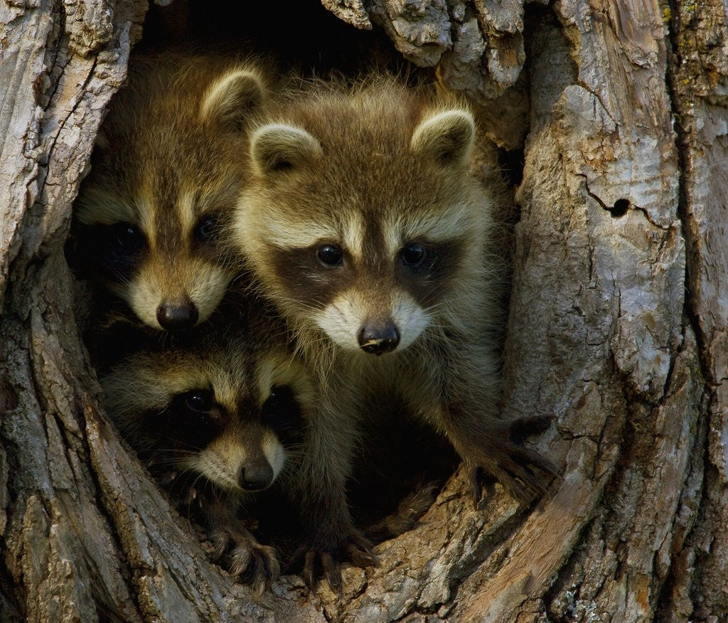 Detail of Raccoon family in hollow of tree by Anonymous