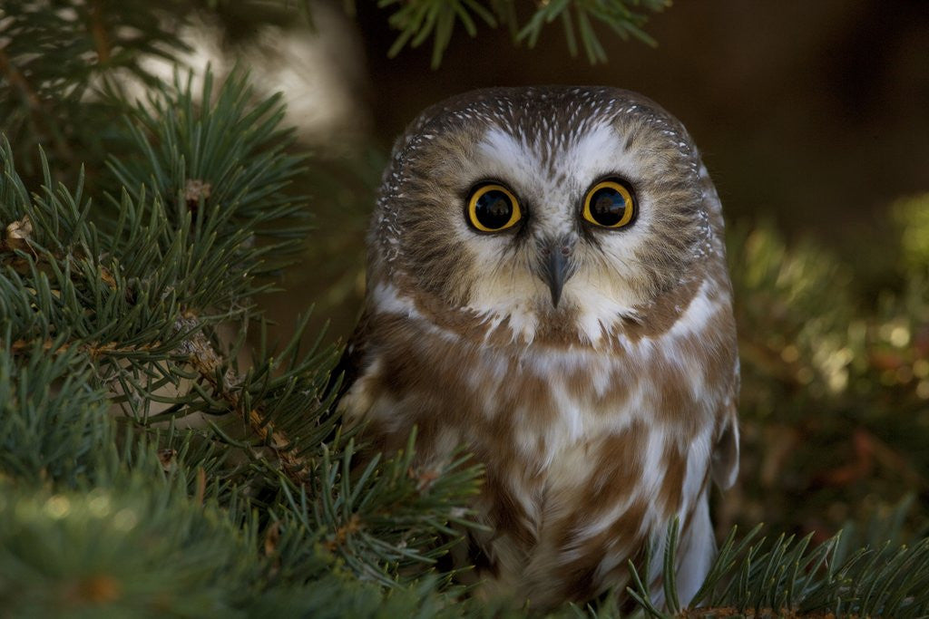 Detail of Saw-whet owl in pine tree by Anonymous