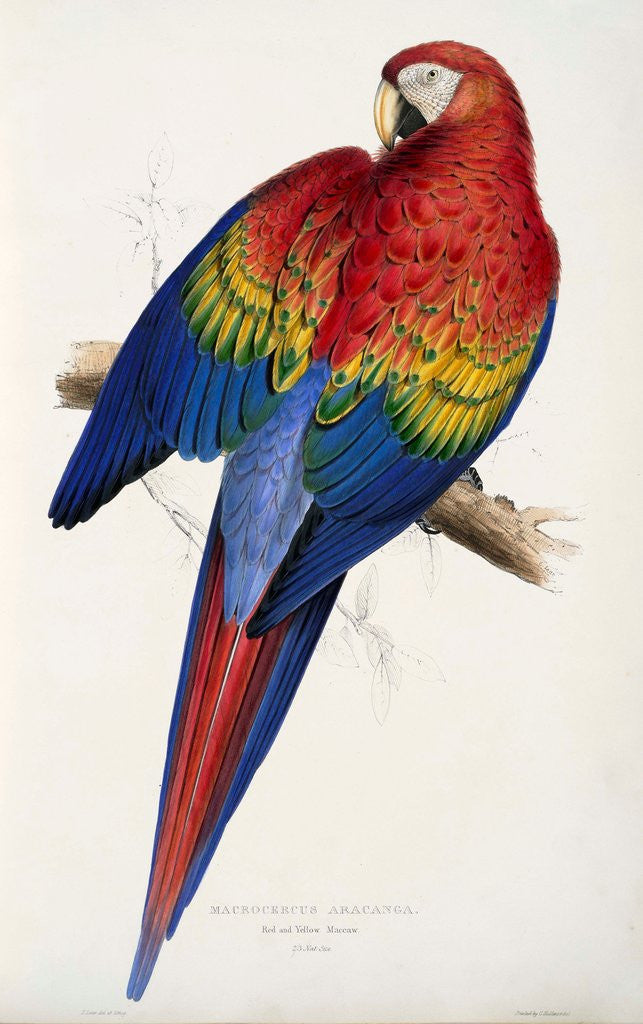 Detail of Red and Yellow Maccaw by Edward Lear
