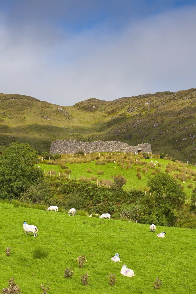 Detail of Sheep grazing near Staigue Stone Fort on the Iveragh Peninsula by Anonymous