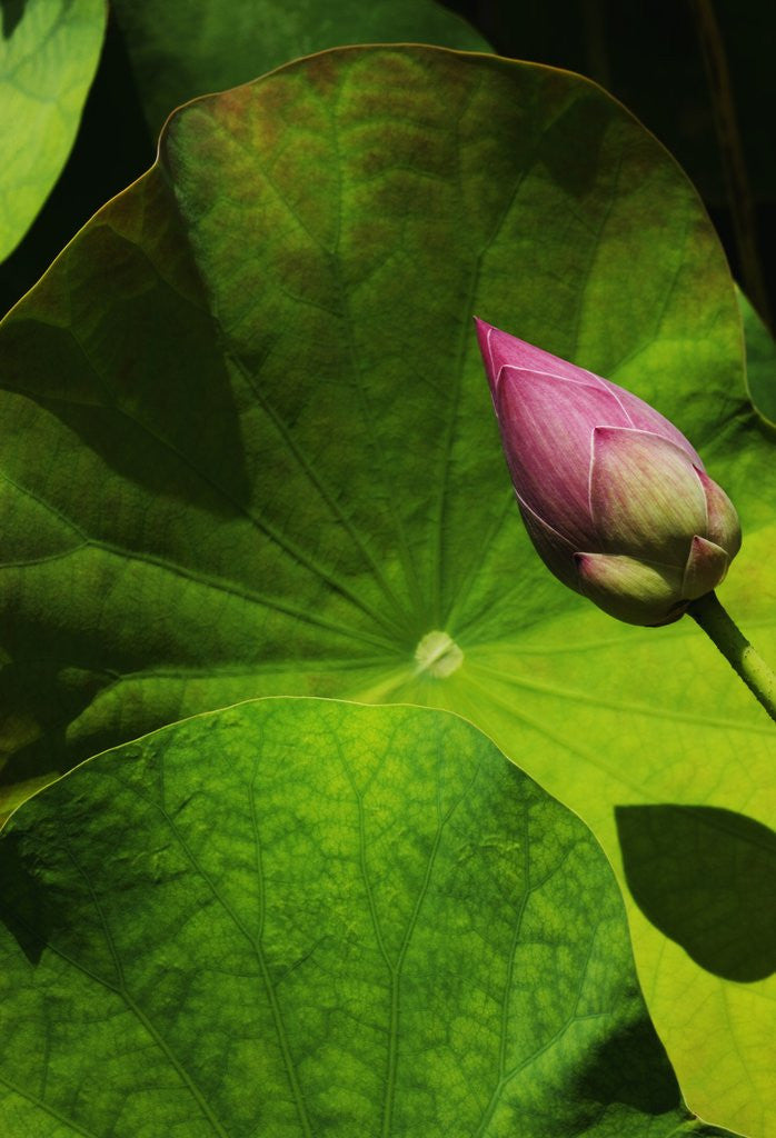 Detail of Lotus flower at Bang Pa-in Summer Palace in Thailand by Anonymous