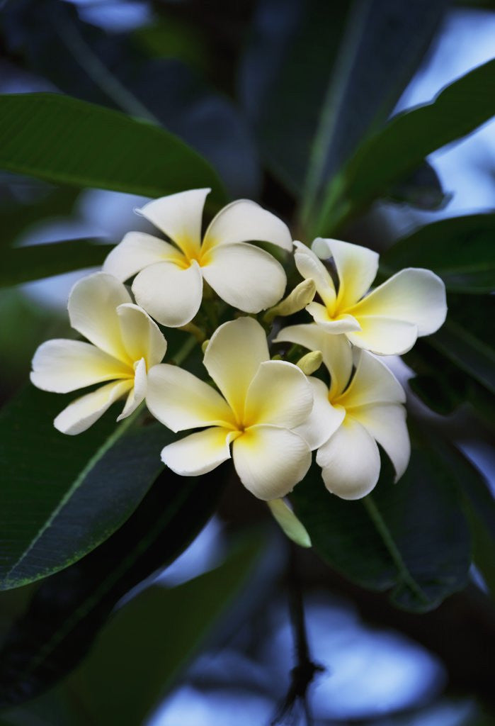 Detail of White frangipani flower by Anonymous