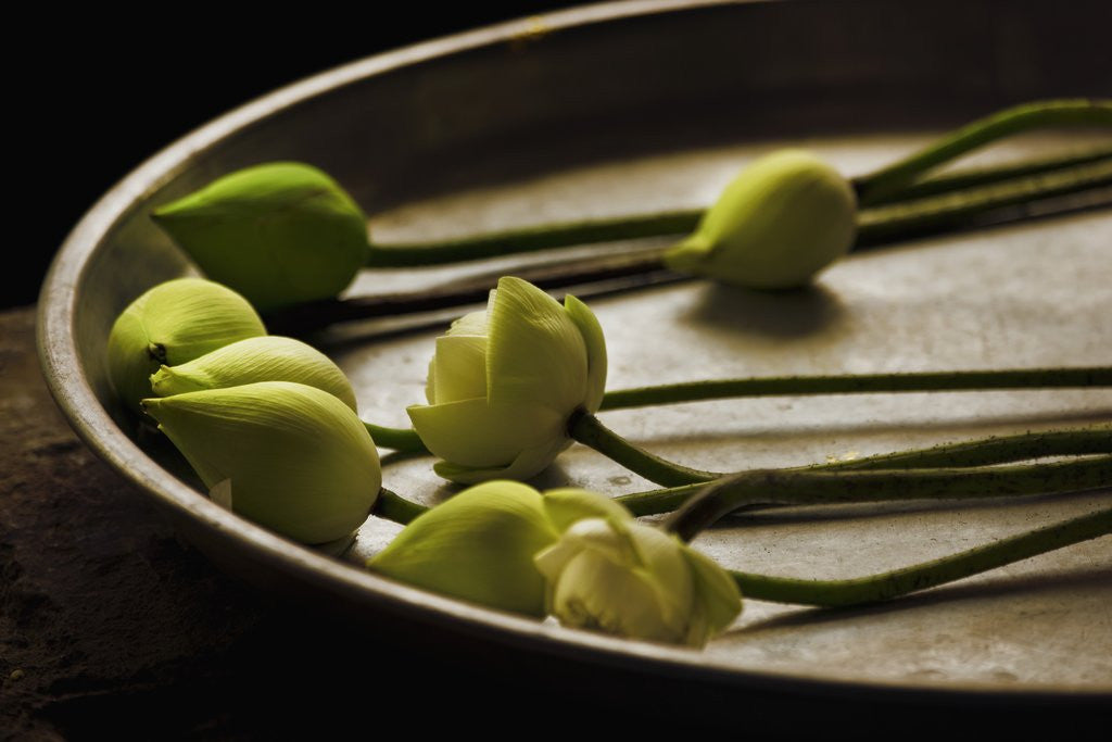 Detail of Lotus buds in offering plate at Ayuthaya in Thailand by Anonymous
