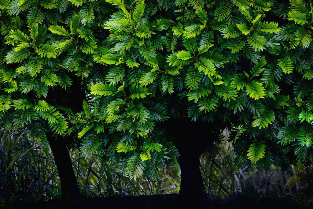 Detail of Lush green trees in Chiang Mai in Thailand by Anonymous