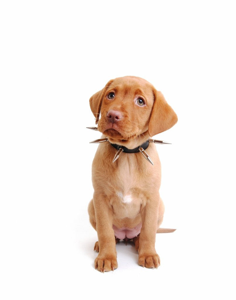 Detail of Fox red labrador puppy wearing large spiked collar by Corbis