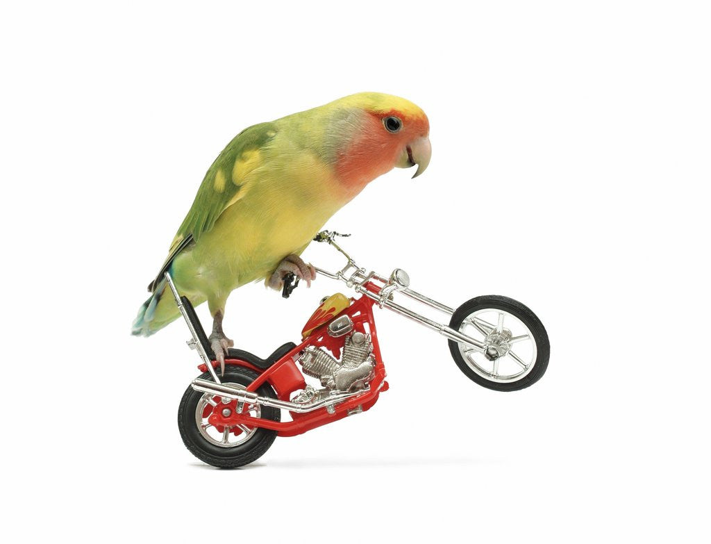 Detail of Rosy-faced lovebird perched on toy motorcycle do wheelie by Anonymous