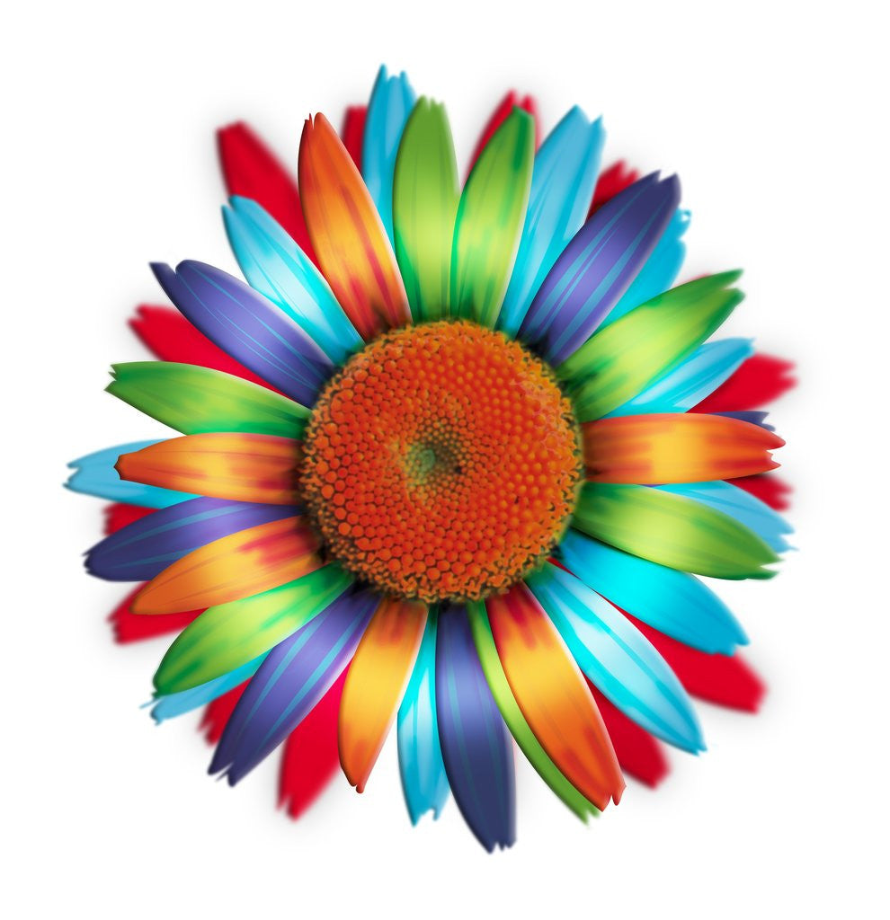 Detail of Brightly colored daisy by Corbis