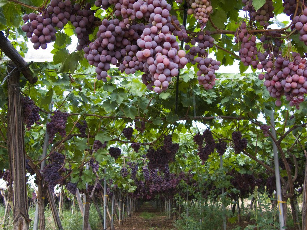 Detail of Red table grapes on vine in Basilicata by Corbis