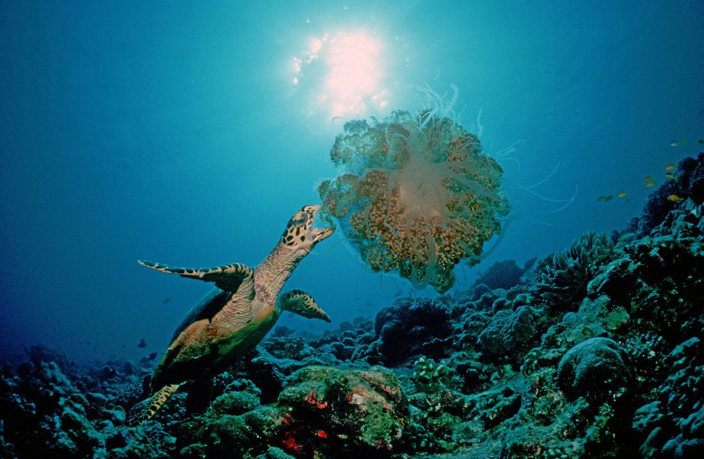 Detail of Hawksbill Sea Turtle (Eretmochelys imbricata) eating a Jellyfish, Indian Ocean by Anonymous