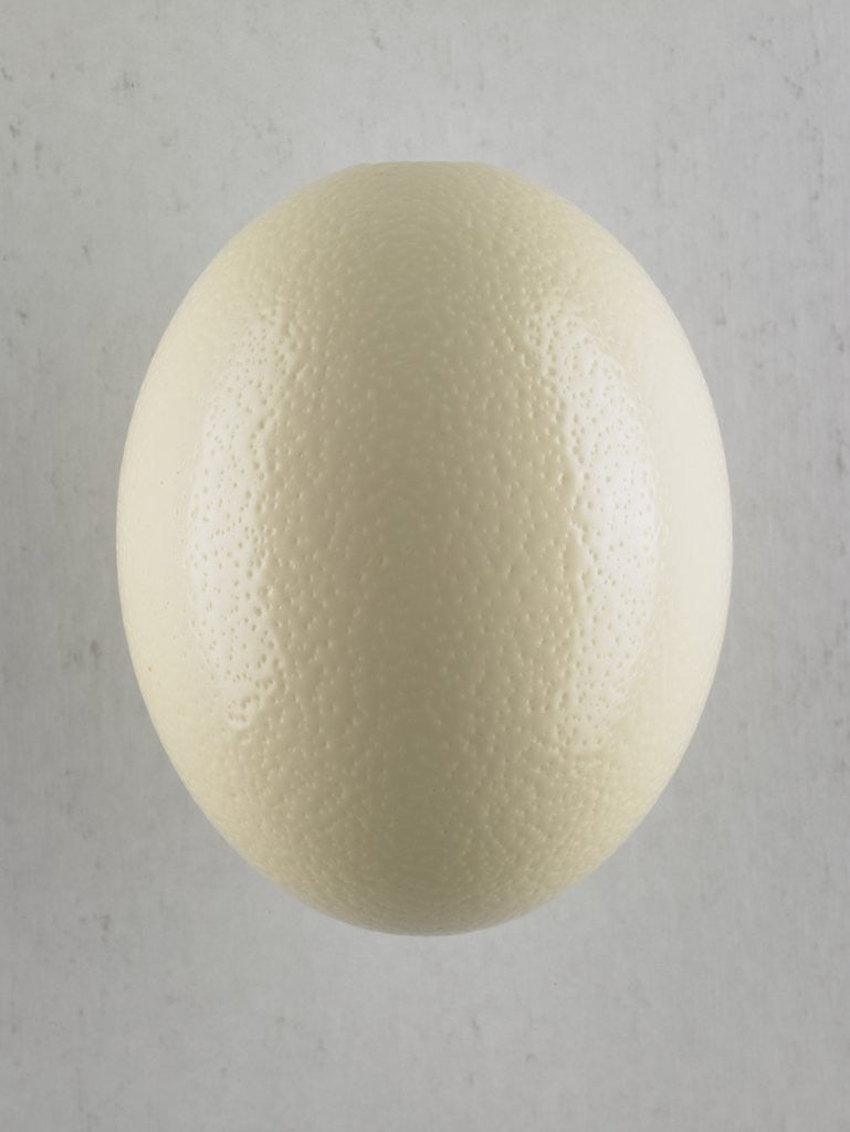 Detail of Egg by Anonymous
