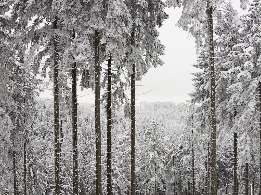 Detail of Evergreen forest in winter by Anonymous