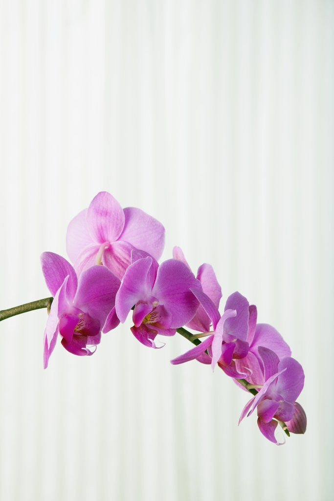 Detail of Purple orchids by Corbis