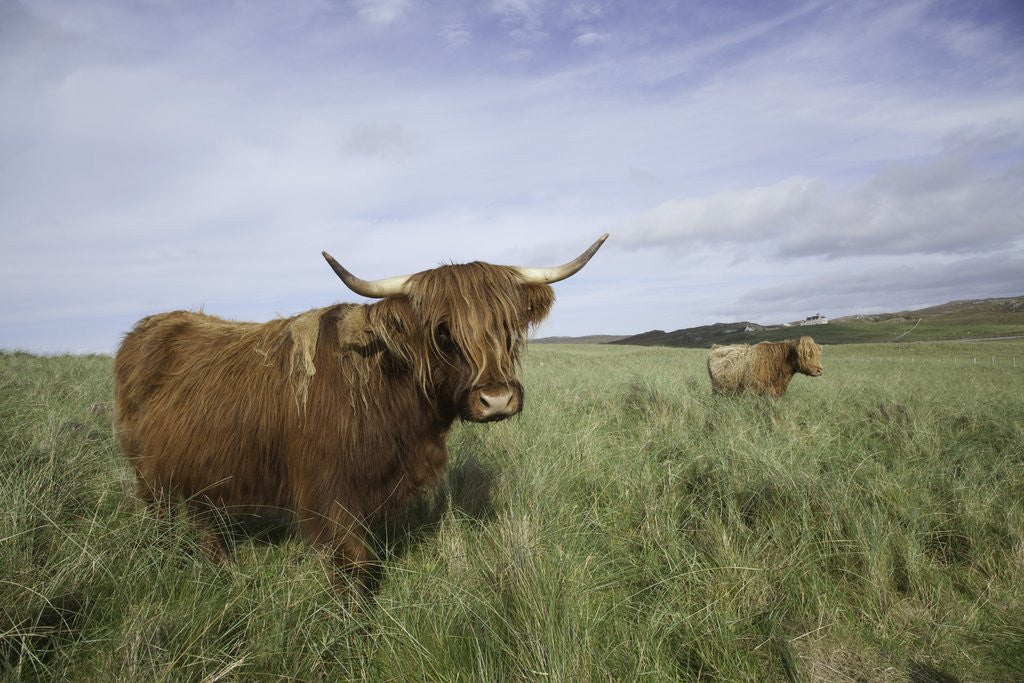 Detail of Shaggy haired highland cows by Anonymous