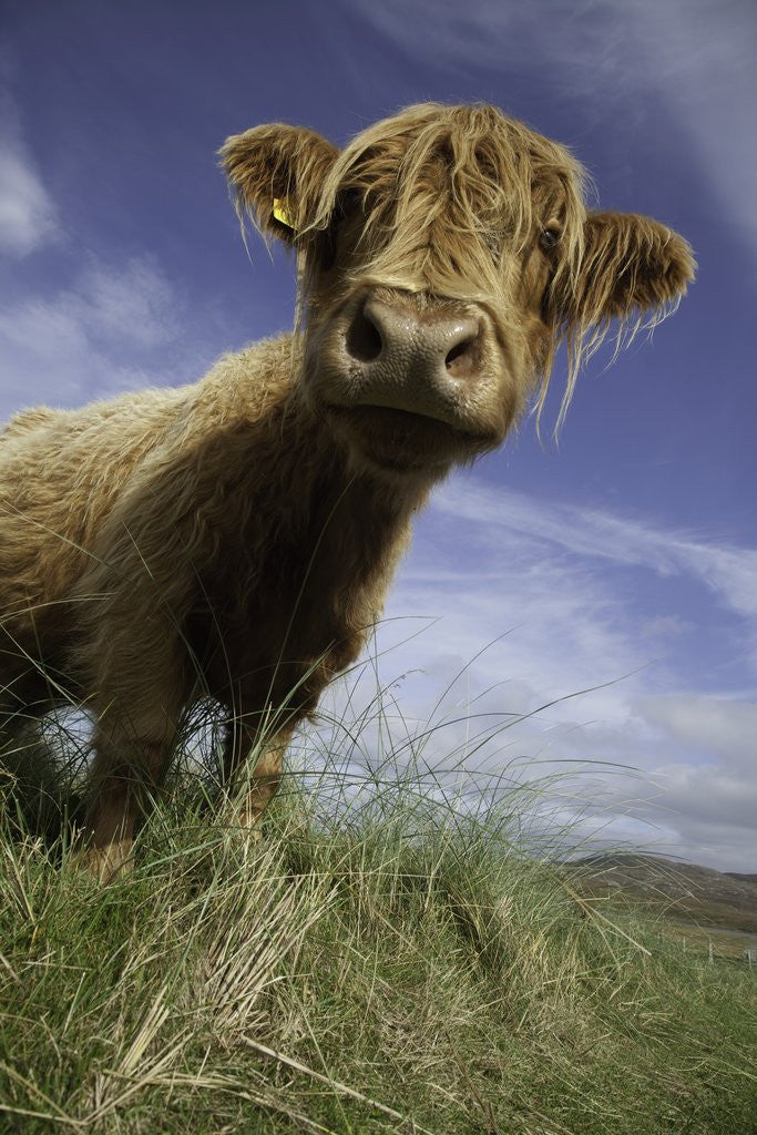 Detail of Shaggy haired highland cow by Anonymous