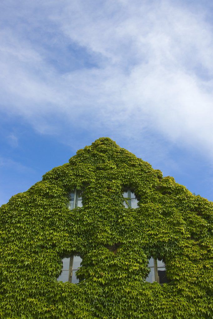 Medieval house wall covered by ivy, Visby by Corbis