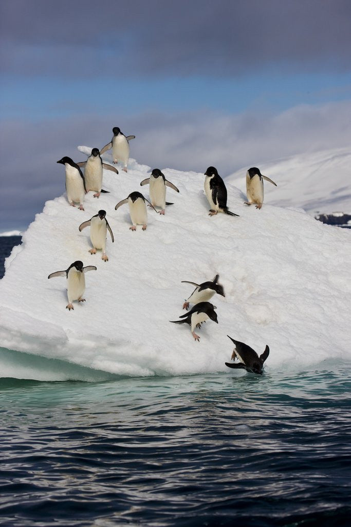 Detail of Adelie Penguins on ice pack just off of Paulet Island by Anonymous