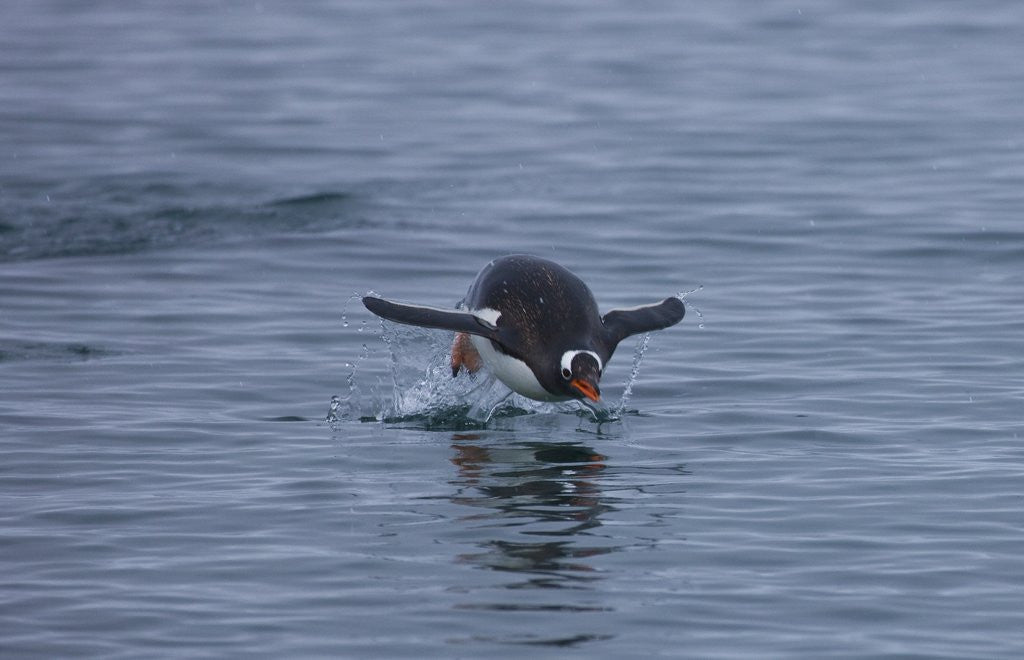 Detail of Gentoo penguin jumping out of the water off of Neko Harbor by Anonymous