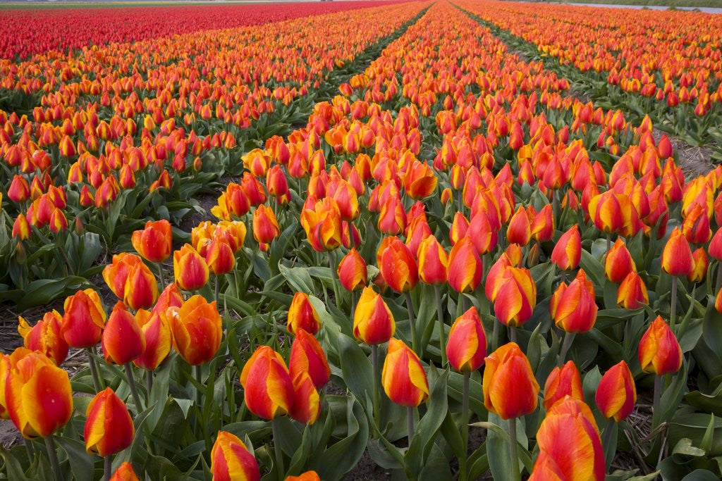 Detail of Field of variegated tulips near Keukenhof Gardens in the Netherlands by Anonymous