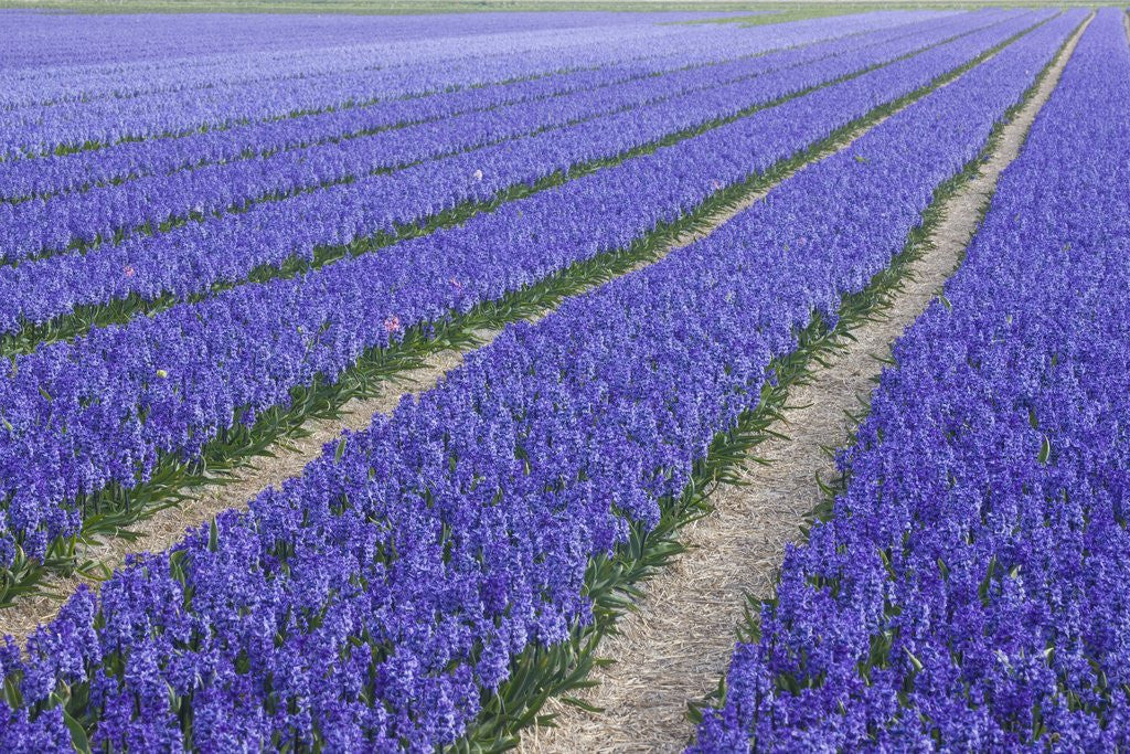 Detail of Field of blue hyacinths in bloom in the Netherlands by Anonymous