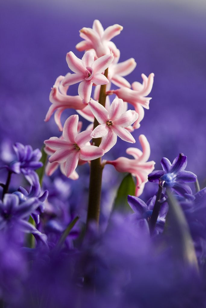 Detail of Pink hyacinth in field of blue hyacinths by Anonymous